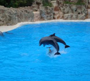 Shows und Unterhaltung