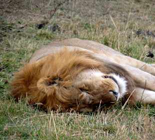 Der schlafende Löwe