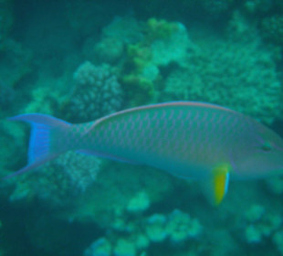 Indische Langnase (Papageienart)