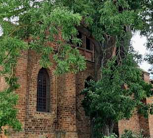 Alter Baumbestand