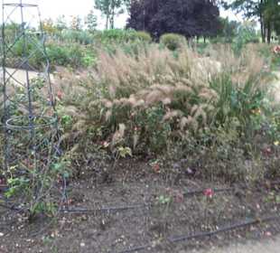 Rosengarten