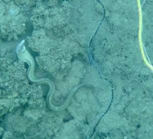 Glückliche Muräne - passt noch durchs Netz