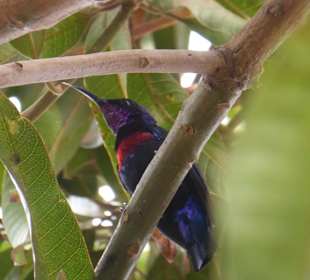 Unbekannter Vogel in der Nähe.