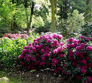 Spaziergang durch den Rhododendronpark im Mai