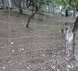 Erlebnisbauernhof und Wildgehege