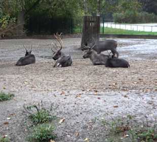 Tierpark
