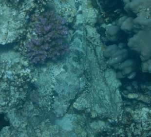 Teppichkrokodilfisch