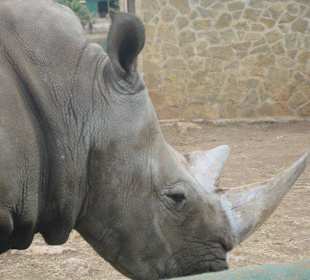 Safari Zoo