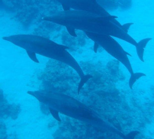 Delfine erleben mit Yasser