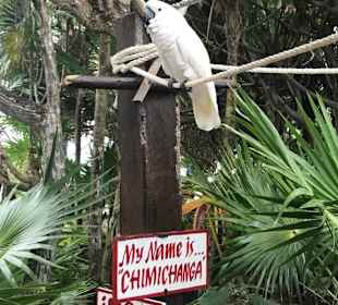 Unser Freund Chimichanga