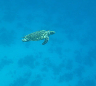 Delfinschwimmen 21.09.