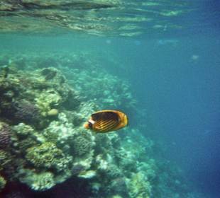 Korallenriff am Strand von Sharm el Naga