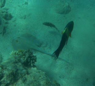 Hausriff Arabia Azur Resort