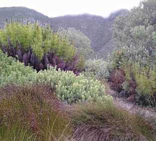 Botanischer Garten Kirstenbosch