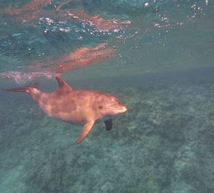 Tümmler Delfine in Hurghada