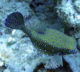 Podwodne życie w Abu Dabab