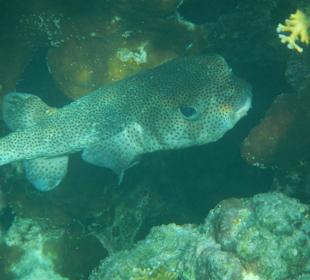 Dicker Brummer am Außenriff