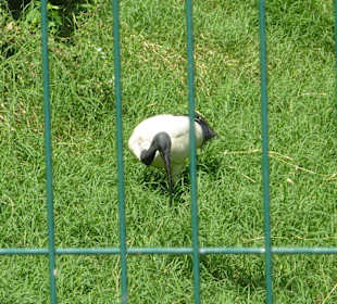 Ibis
