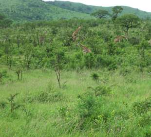 Sagenhafte Vegetation