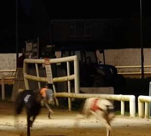 Windhunderennen Tralee