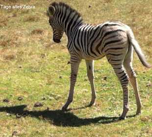 Safari