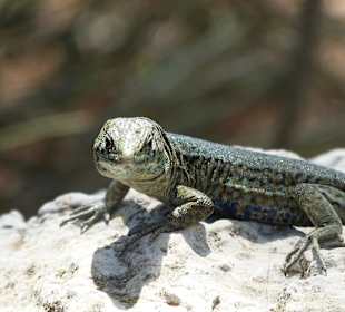 Dragonera Island da wimmelt es von den kleinen