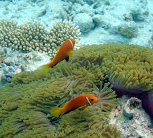 Maledivischer Anemonenfisch