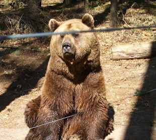 Im Bärenwald Müritz