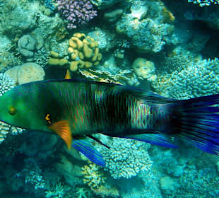 Schnorcheln Sharm el Sheikh