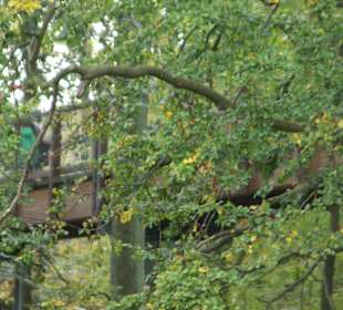 Zwischen den Bäumen