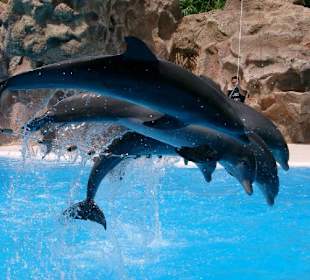 Loro Parque - Delphinshow