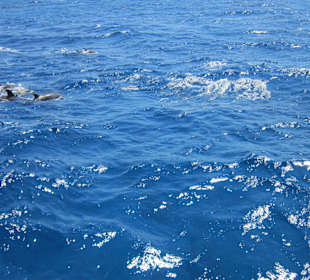 Es waren 29 Delphine mit ihren Babys