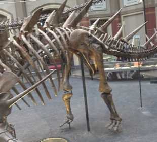 Museum für Naturkunde