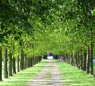 Der sommerliche Baumpark Thedinghausen