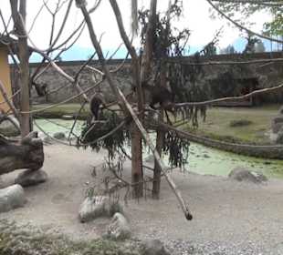 Südamerika Bereich - Südamerikahaus