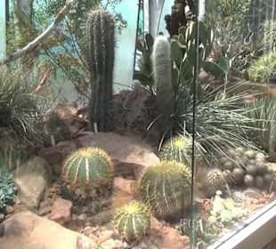 Unteres Kakteenhaus