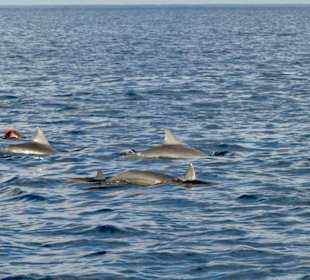 Schwimmen mit Delfinen