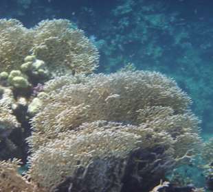 Schnorcheln am Außenriff