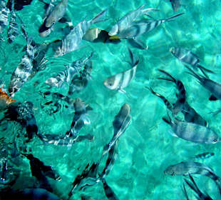 Krmení ryb při šnorchlování