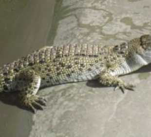 Süßwasserkrokodil
