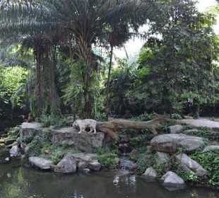 Singapur Zoo
