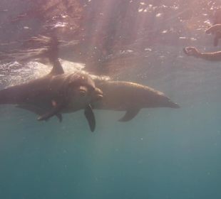 Mit Delfinen im Wasser 