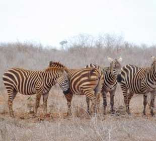 Zebraherde
