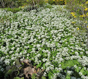 Blühender Bärlauch im Berggarten