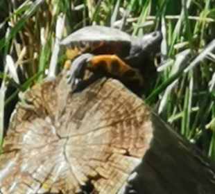 Naturschutzgebiet Baltata