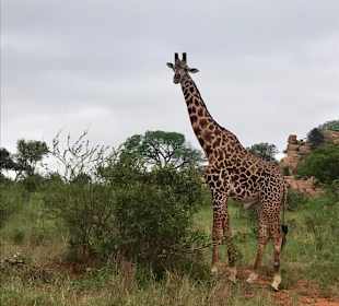 Julius Tact / JT Safaris