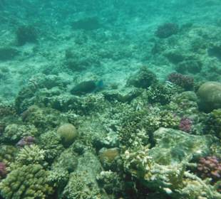 Hausriff, rechts von der Marina