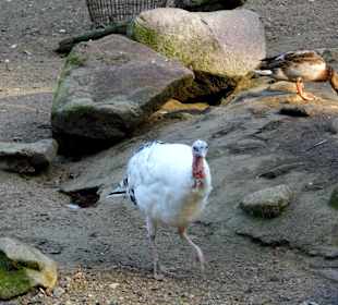 WP LH Herbst Impression