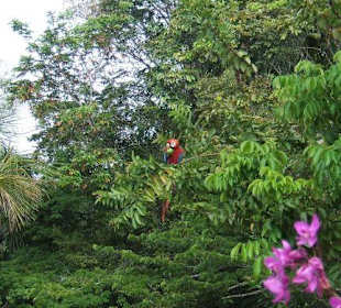 Wildlebende Papageien in der Wakü Lodge