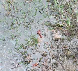 Krebs im "Blauen See"